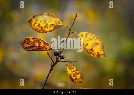 Le vivaci foglie mostrano sfumature di giallo e arancio, con poche bacche scure visibili, creando una splendida composizione autunnale in una tranquilla foresta. Foto Stock