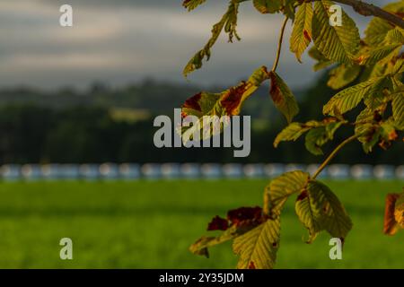 Pascolo con recinzioni nelle calde serate estive vicino alla città di Chrastava nella Boemia settentrionale Foto Stock