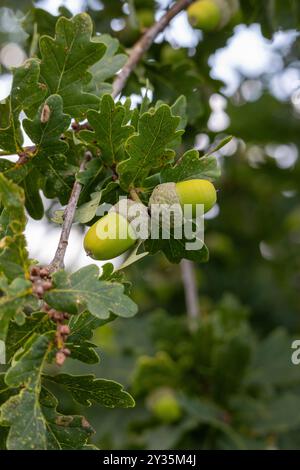 Foglia di quercia, ghianda su fondo di quercia. Foto Stock
