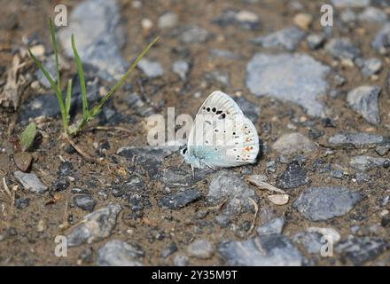 Aberrazione blu turchese - Polyommatus dorylas Foto Stock