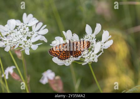 Heath Fritillary femmina - Melitaea athalia Foto Stock