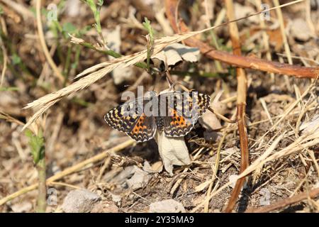 Fritillary Spotted o Red band Fritillary Butterfly femmina - Melitaea didyma Foto Stock