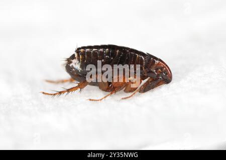 Pulci di gatto (Ctenocephalides felis). Un insetto saltato che può anche mordere dolorosamente un essere umano su un tovagliolo di carta. Foto Stock