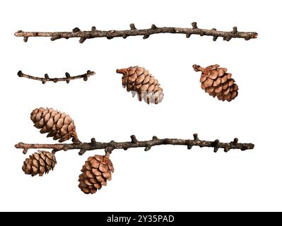 Coni di conifere naturali e rami secchi isolati su sfondo bianco. Set per creare cornici natalizie, biglietti, bordi e ghirlande. Foto Stock