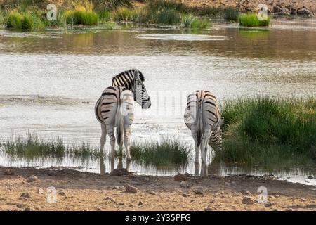 Una coppia di zebre di montagna che bevono in un pozzo d'acqua, vista da dietro, mozziconi zebrati, safari nella natura e safari in Namibia, Africa Foto Stock