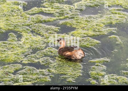 Nuoto Little Grebe (Tachybatus ruficollis) a Rye Meads, Herts Foto Stock