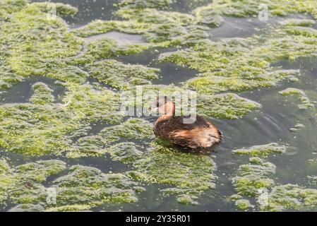 Nuoto Little Grebe (Tachybatus ruficollis) a Rye Meads, Herts Foto Stock