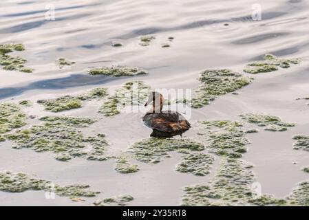 Nuoto Little Grebe (Tachybatus ruficollis) a Rye Meads, Herts Foto Stock