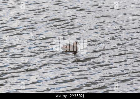 Nuoto Little Grebe (Tachybatus ruficollis) a Rye Meads, Herts Foto Stock