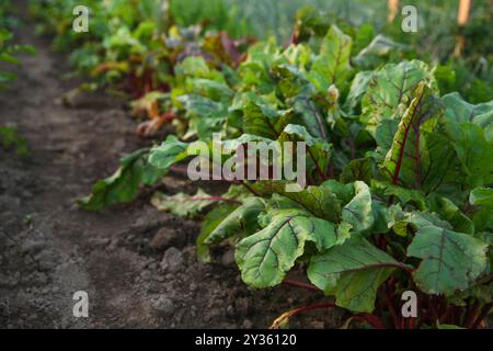 Piante di barbabietola con foglie verdi che crescono nel campo, primo piano Foto Stock