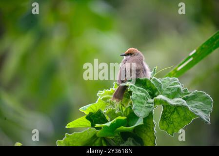 CISTICOLA - Cisticola erythrops - Kasangati Kampala Uganda Foto Stock