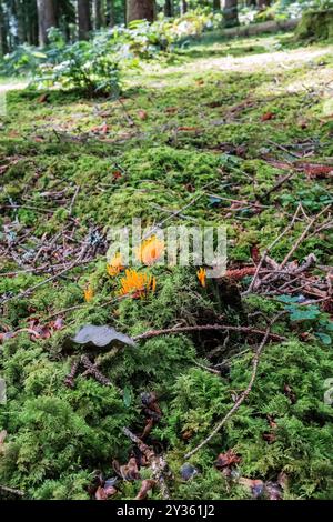 Piccolo fungo di stago (Calocera cornea) che cresce su un ceppo d'albero coperto di muschio nella foresta di Dean in una mattina d'autunno. Foto Stock