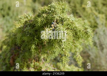 Flora della Spagna - Juniperus oxycedrus, ginepro d'India Foto Stock