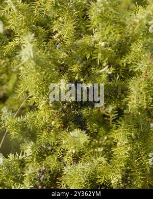 Flora della Spagna - Juniperus oxycedrus, ginepro d'India Foto Stock