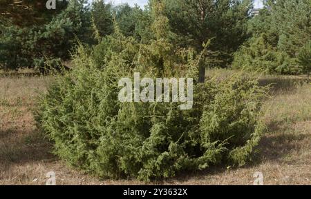 Flora della Spagna - Juniperus oxycedrus, ginepro d'India Foto Stock