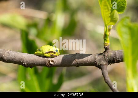 Rana verde europea (Hyla arborea) che poggia su un ramo d'albero Foto Stock