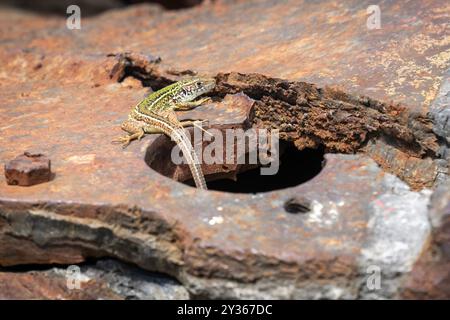 La lucertola balcanica (Podarcis tauricus) si crogiola su una superficie metallica arrugginita Foto Stock