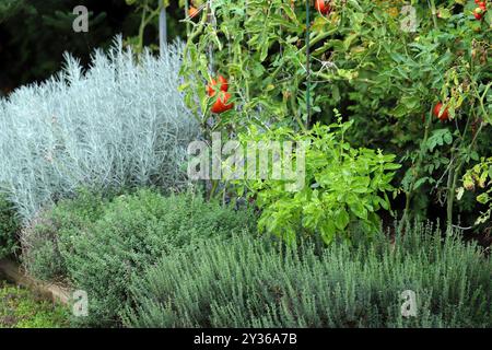 Erbe e verdure coltivate nell'orto su un letto rialzato. Foto Stock