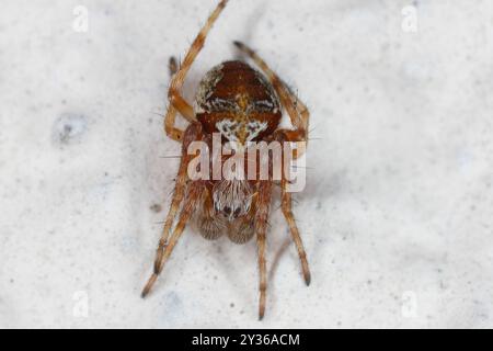 European Garden Spider, Diadem or Cross Spider, Araneus sp., Araneidae, Araneae, Arachnida on wall. Foto Stock