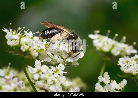 Ape selvatica nera con cesto pieno di polline luminoso su un umbellifero Foto Stock
