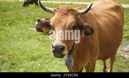 Primo piano di mucche di montagna con campane nelle Alpi svizzere Foto Stock