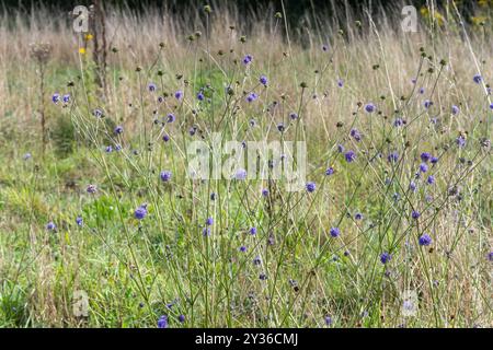 Diavolo's-bit scabious (Succisa pratensis) in fiore a settembre in habitat di praterie acide nell'Hampshire, Inghilterra, Regno Unito Foto Stock