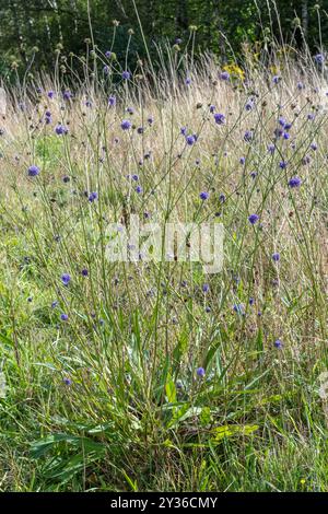 Diavolo's-bit scabious (Succisa pratensis) in fiore a settembre in habitat di praterie acide nell'Hampshire, Inghilterra, Regno Unito Foto Stock