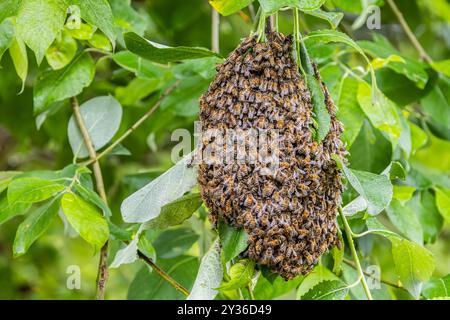Sciame di api appeso a un albero Foto Stock
