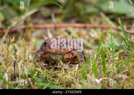 Un primo piano di un rospo marrone e arancione seduto su un terreno muscoloso circondato da erba verde. L'asciugamano ha una pelle ruvida e uno sguardo mirato, un asciugamano omogeneizzato Foto Stock