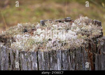 Una vista ravvicinata di un ceppo d'albero ricoperto da vari tipi di muschio e lichene, che mostra una superficie naturale e ruvida in un ambiente boscoso Foto Stock