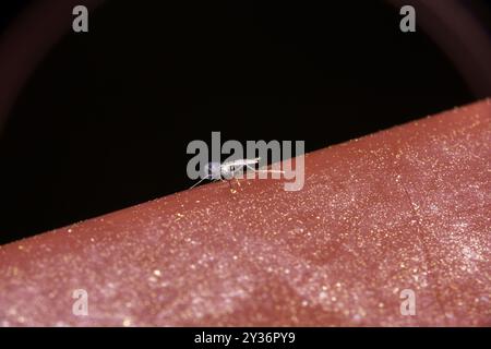 Famiglia Chironomidae genere Chironomus il lago Chironomid mosca mischia di nonbiting natura selvaggia fotografia di insetti, foto, sfondo Foto Stock