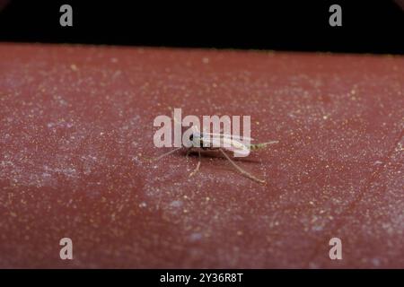 Famiglia Chironomidae genere Chironomus il lago Chironomid mosca mischia di nonbiting natura selvaggia fotografia di insetti, foto, sfondo Foto Stock