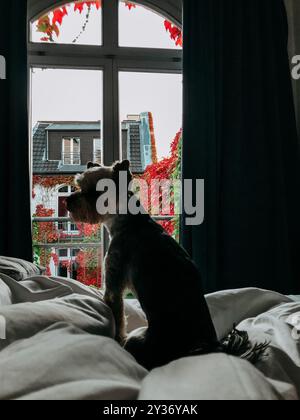 Silhouette di un piccolo cane Yorkshire terrier seduto su un letto sullo sfondo di una finestra che si affaccia sulla facciata ricoperta di vite della vecchia casa. Animali domestici a casa Foto Stock