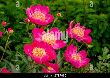 Splendidi fiori che crescono nel giardino autunnale Foto Stock