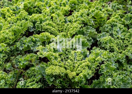 Piante di cavolo riccio in un giardino. Conosciuto anche come Starbor Kale, Leaf Cabbage. Foto Stock