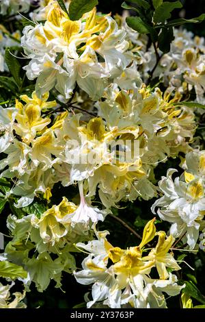 Azalea «Northern Hi-Lights» fiori bianchi con giallo. Foto Stock