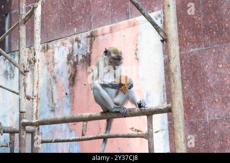 Il macaco dalla coda lunga seduto su un'impalcatura gode di un pezzo di cocco a kuala lumpur, malesia Foto Stock