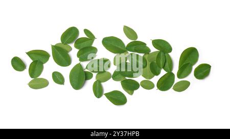 mucchio di foglie di supercibo di moringa su fondo bianco isolato, bacchette di bacchetta o rafano piccole foglie ovali per un alto livello nutrizionale Foto Stock