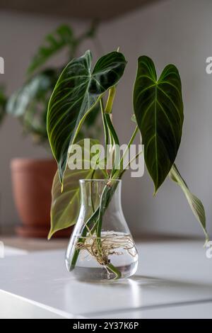 Germogli di Philodendron Splendid pianta in vaso di vetro. Semplice propagazione di piante da casa per fusto in acqua Foto Stock