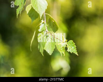 Ramo di betulla, Betula pendula, betulla argentata, betulla verrucola, betulla bianca europea, con le foglie verdi da vicino. Messa a fuoco selettiva. Foto Stock