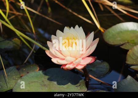 Ubol Nymphaea mangkala color crema e rosa Foto Stock