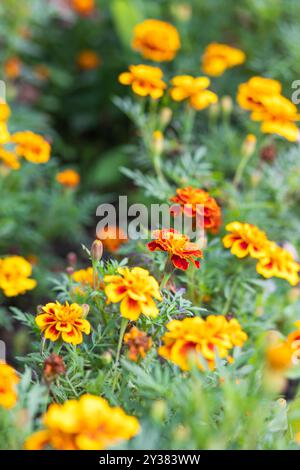 I fiori di tagete di calendula d'arancia crescono nel giardino su aiuole nelle soleggiate giornate estive. Concetto di giardinaggio, floricoltura, coltivazione di fiori fatti in casa Foto Stock