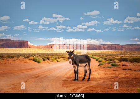 Un asino su sabbia rossa nell'arido paesaggio dell'Arizona, vicino alla Monument Valley Foto Stock