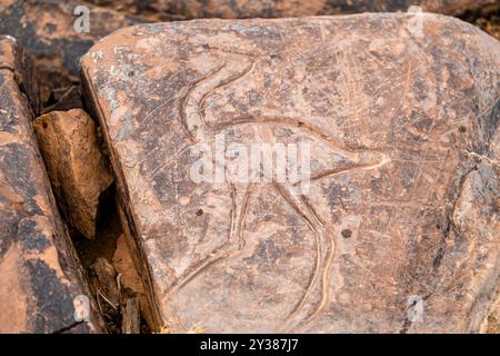 petroglyph di uno struzzo, Ait Ouazik deposito rock, fine Neolitico, Marocco, Africa Foto Stock