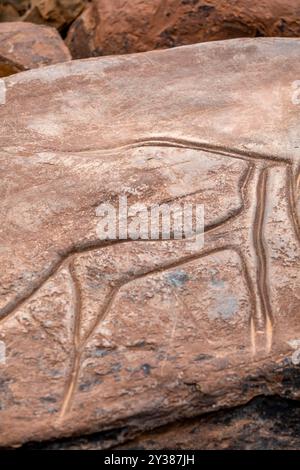 petroglyph, ungulato preistorico, deposito roccioso di Aint Ouazik, tardo Neolitico, Marocco, Africa Foto Stock