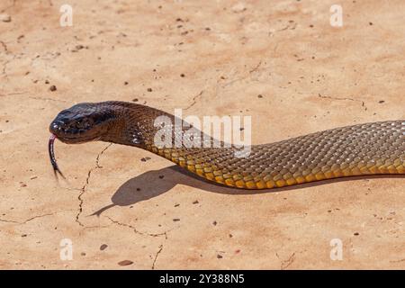 Taipan interno australiano altamente velenoso nell'habitat naturale dell'entroterra del Queensland occidentale Foto Stock