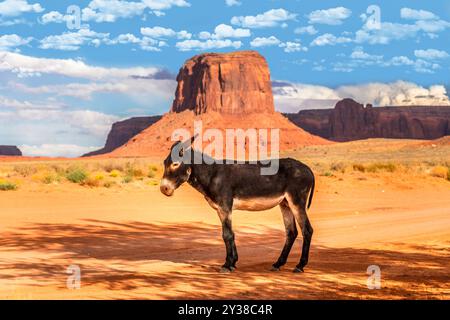 Un asino su sabbia rossa nell'arido paesaggio dell'Arizona, vicino alla Monument Valley Foto Stock