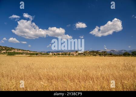 Villaggio di Santa Eugènia, nel Pla de Mallorca, dietro alcuni campi dorati all'inizio dell'estate (Maiorca, Isole Baleari, Spagna) Foto Stock