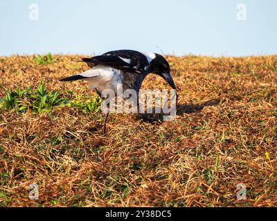 Una Magpie con un verme nel becco, che dà da mangiare agli uccelli, che mangia Foto Stock