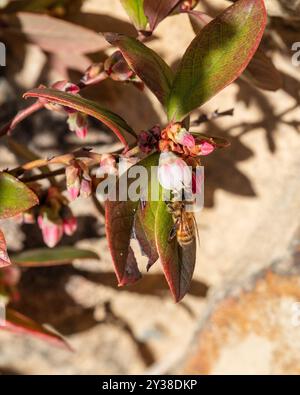 Un'ape su un fiore di mirtillo Foto Stock